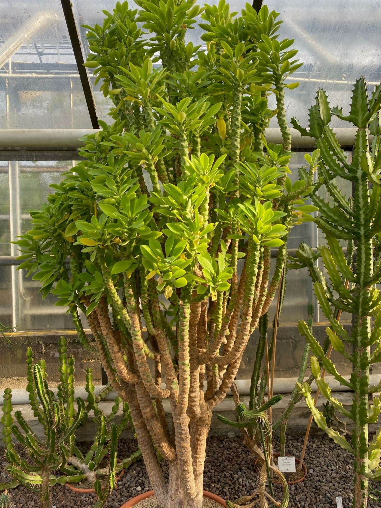 Euphorbia teke