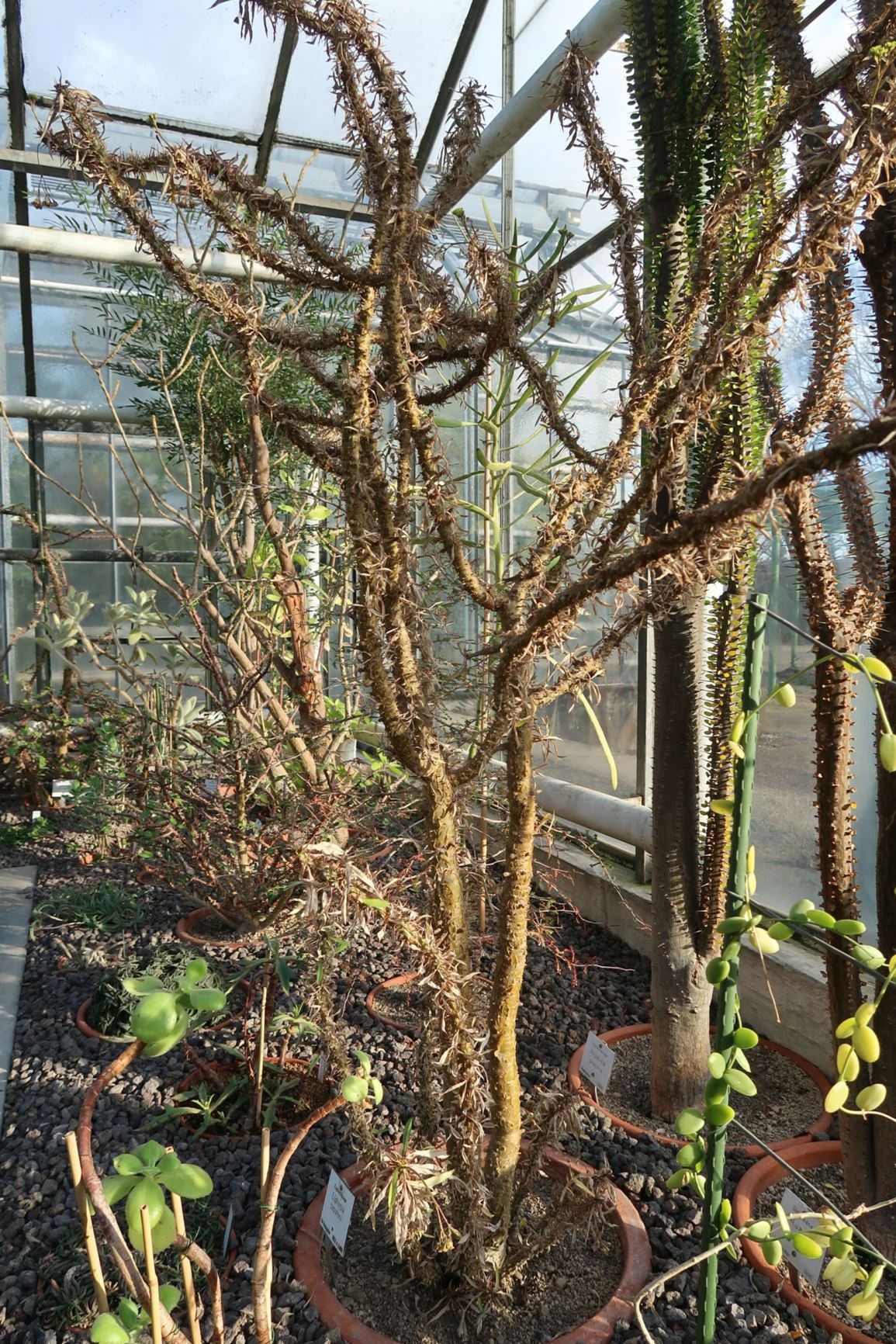 Euphorbia capuronii