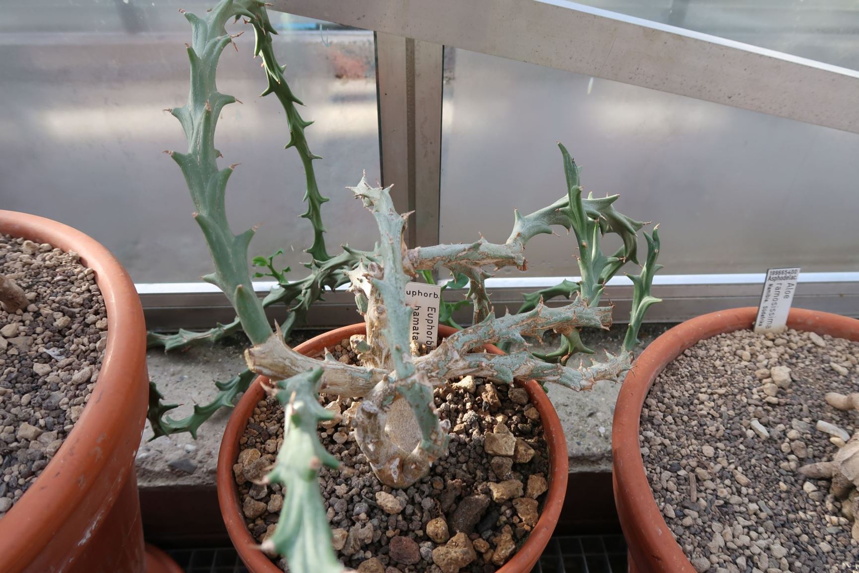 Euphorbia hamata