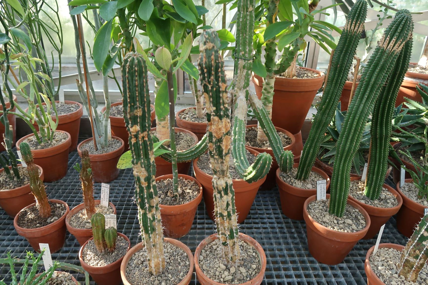 Euphorbia officinarum var. beaumieriana
