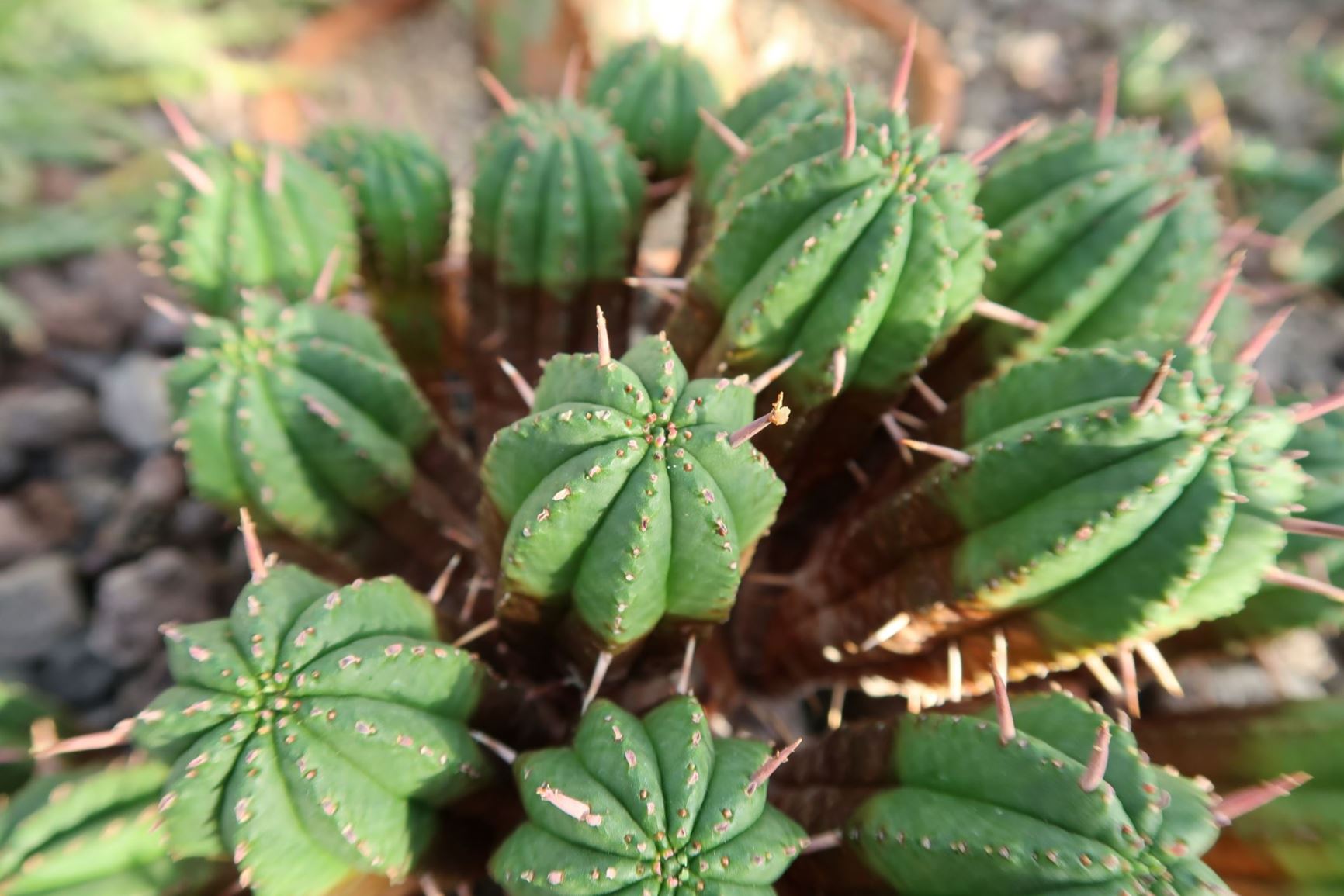 Euphorbia aggregata