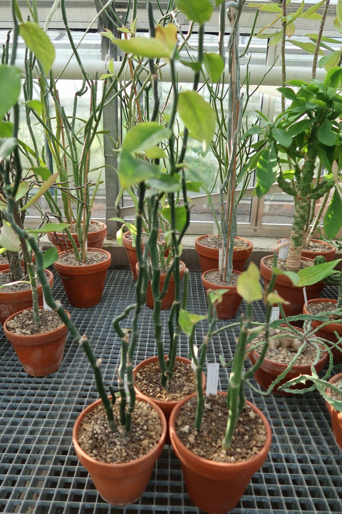 Euphorbia calcarata