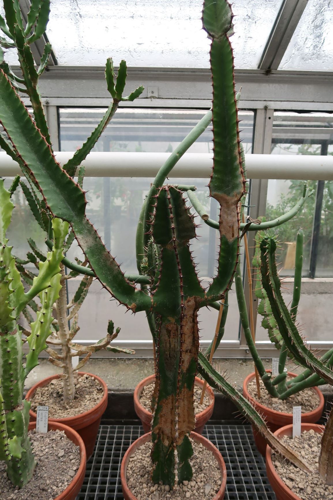 Euphorbia cooperi - Bushveld candelabra tree