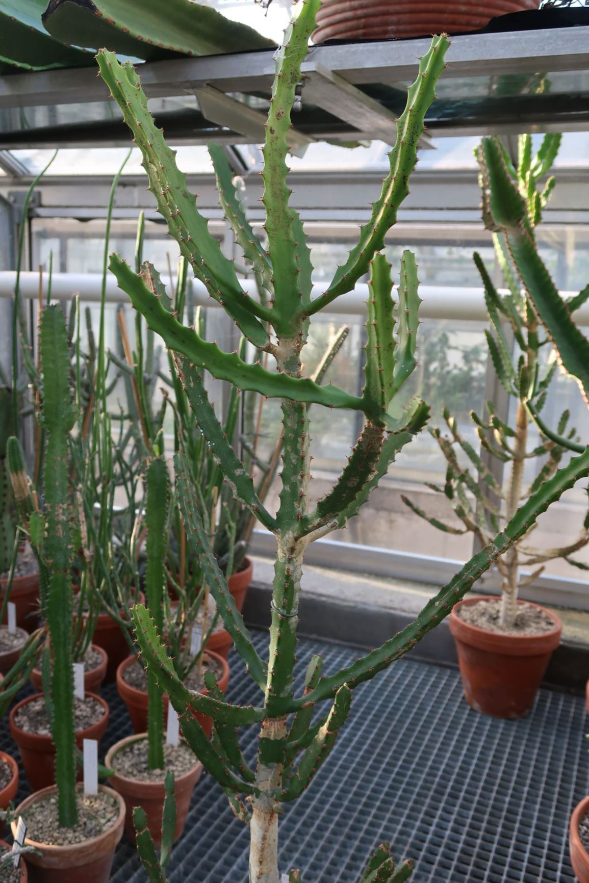 Euphorbia spec. 7