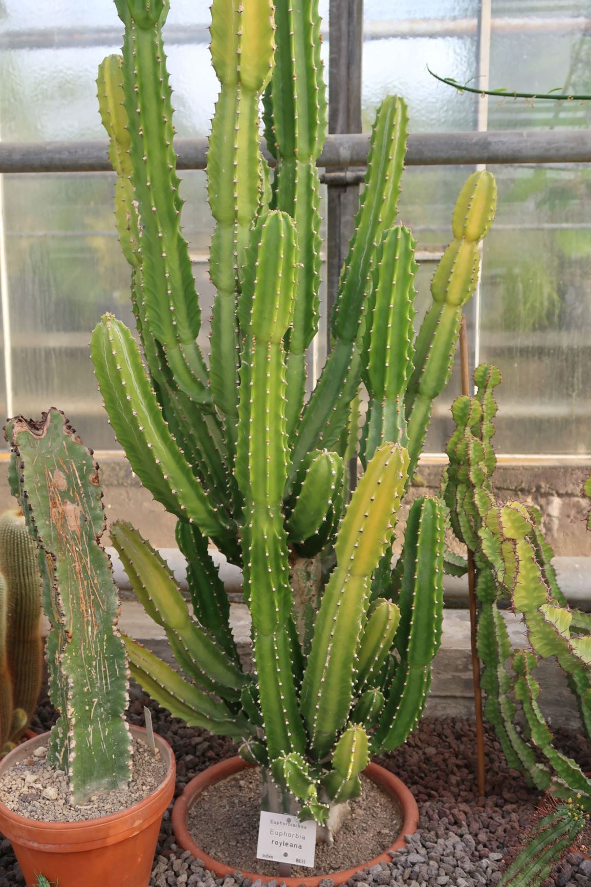 Euphorbia royleana - Sullu spurge