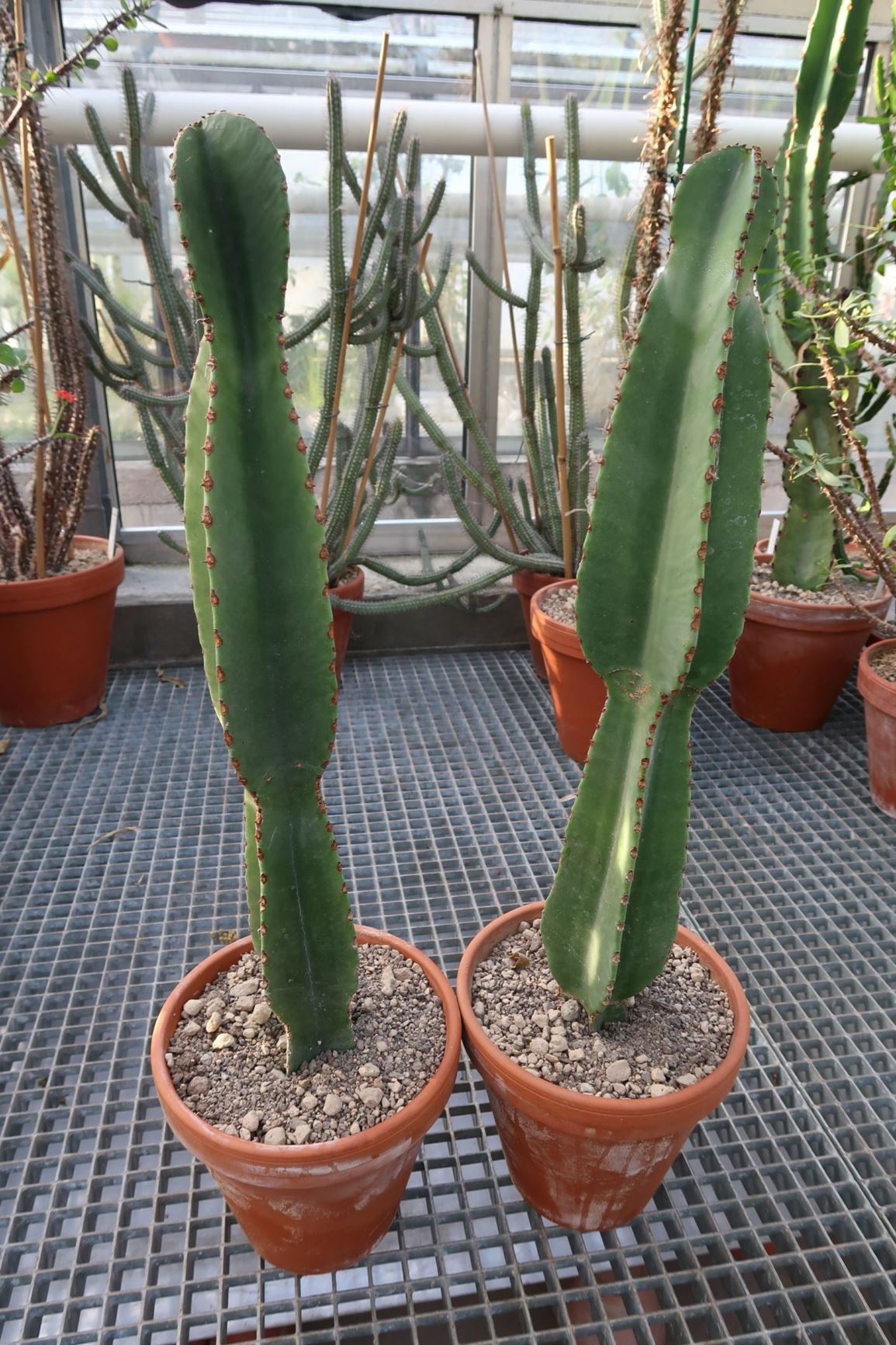 Euphorbia spec. 45