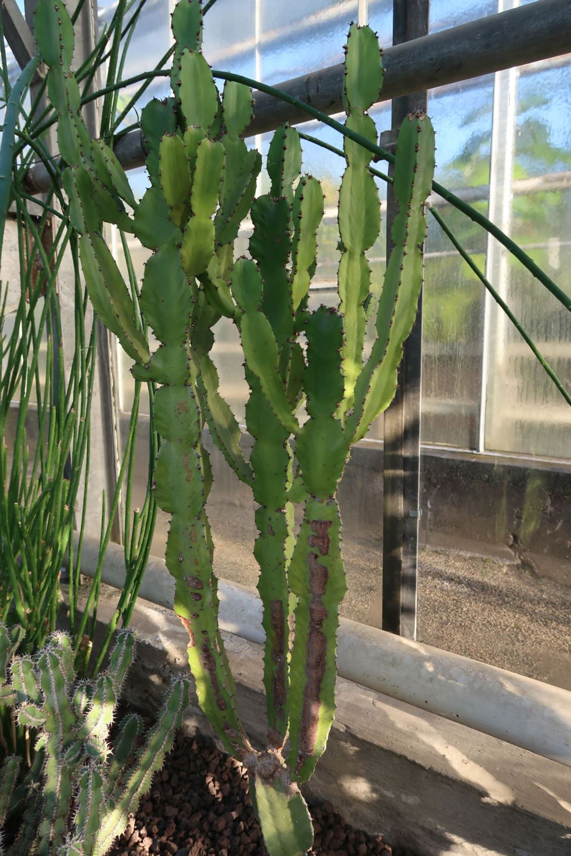 Euphorbia spec. 4