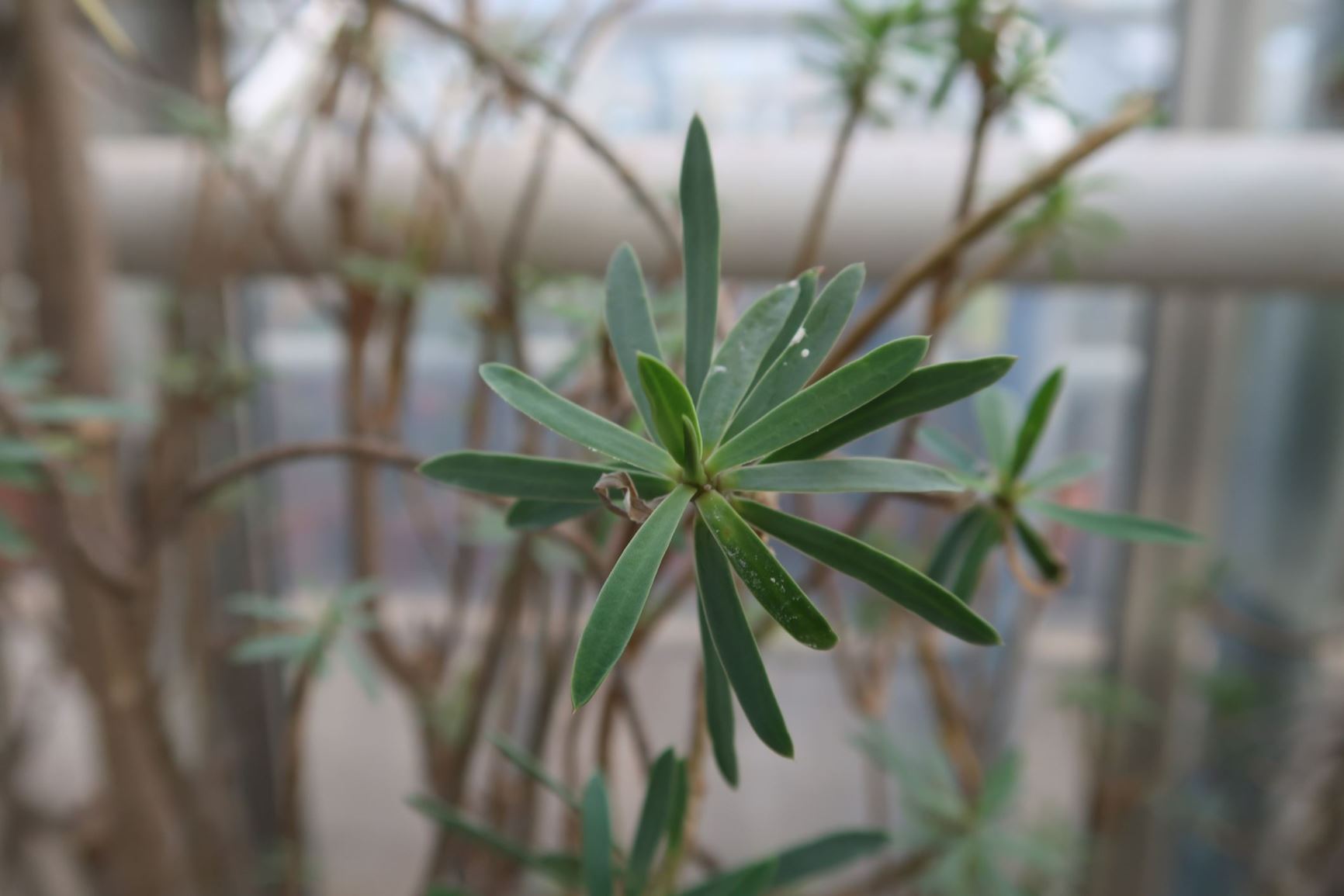 Euphorbia balsamifera - balsam spurge