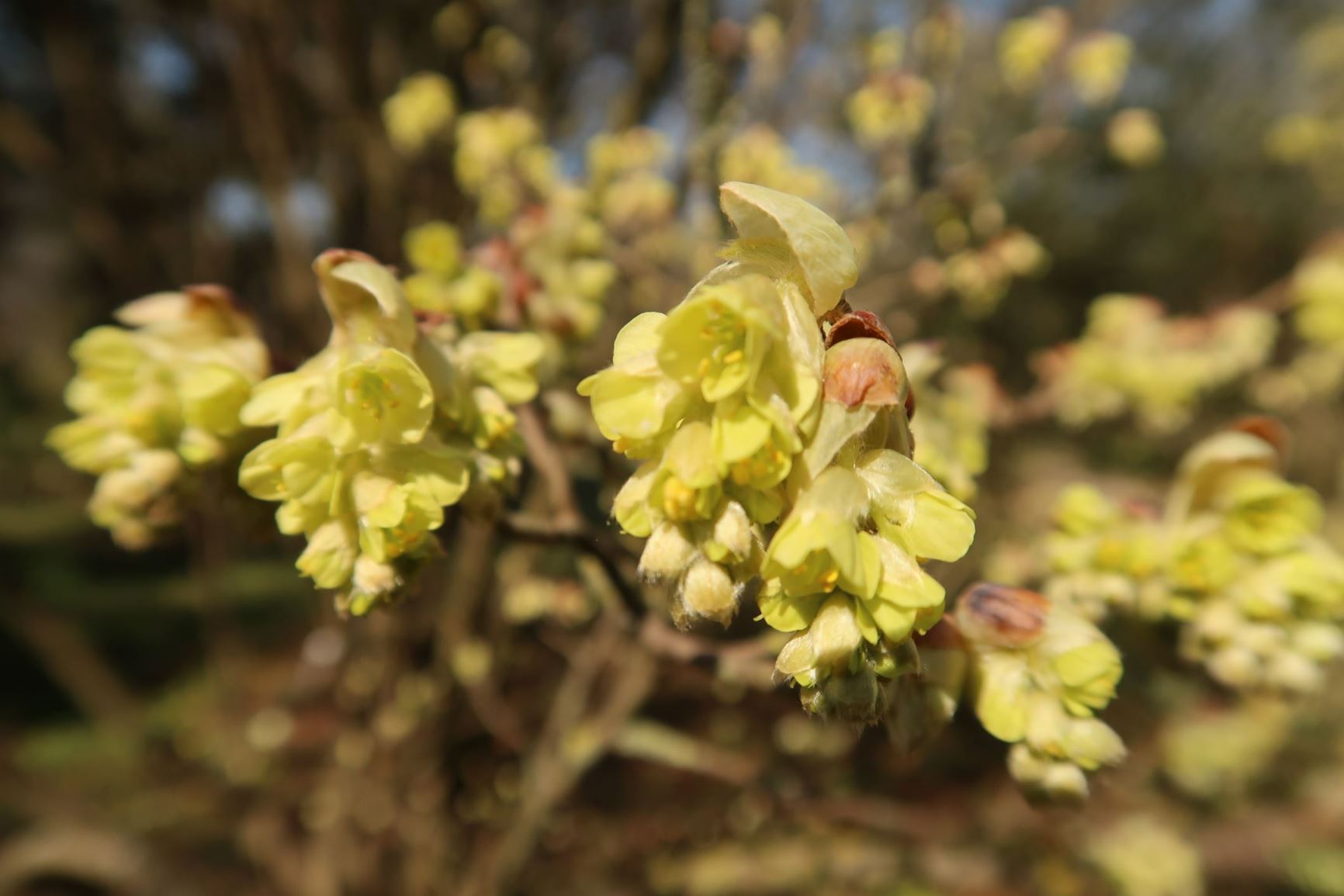 Corylopsis sinensis - Chinesische Blumenhasel, Chinese winter hazel