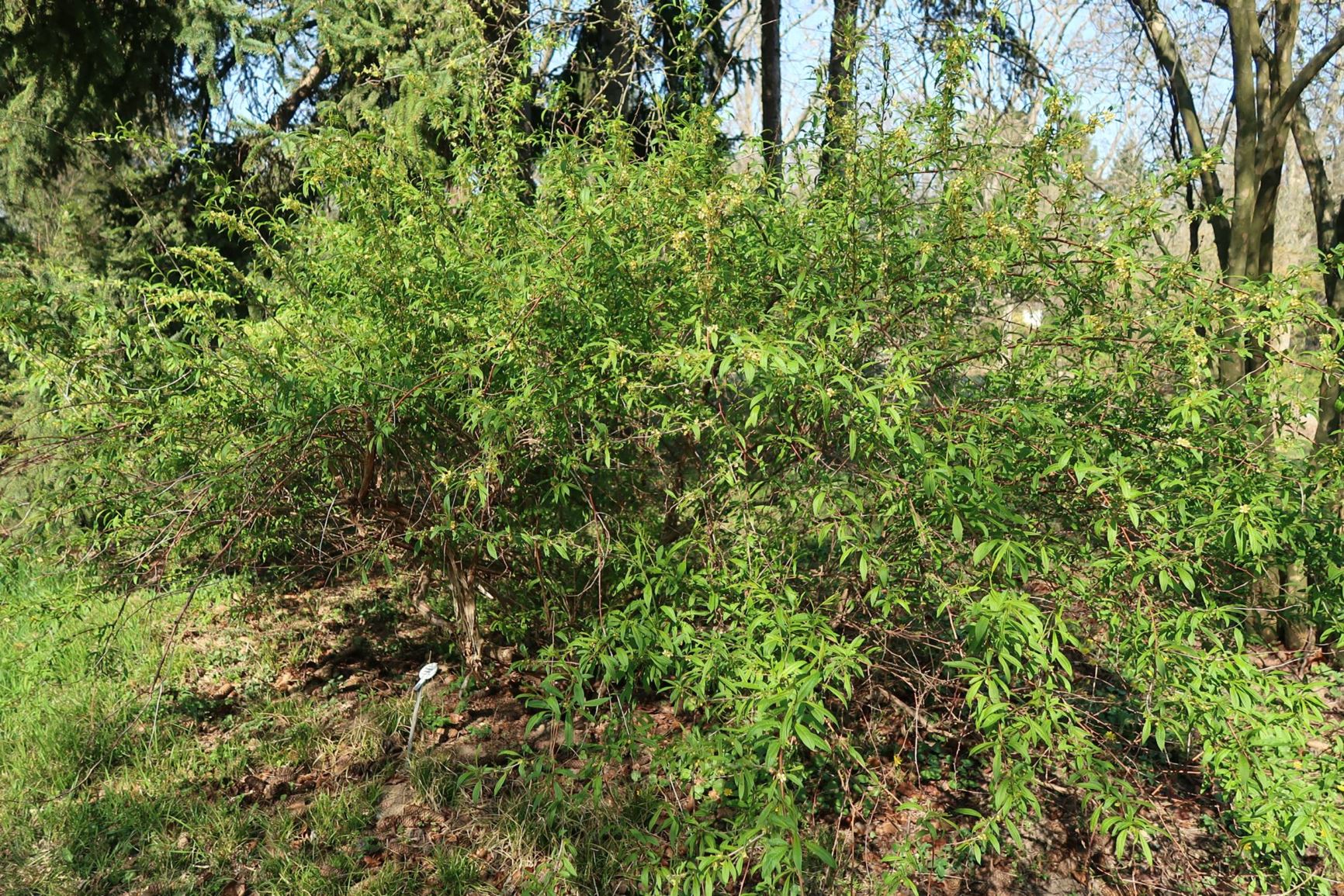 Prinsepia sinensis - Mandschurische Dornkirsche
