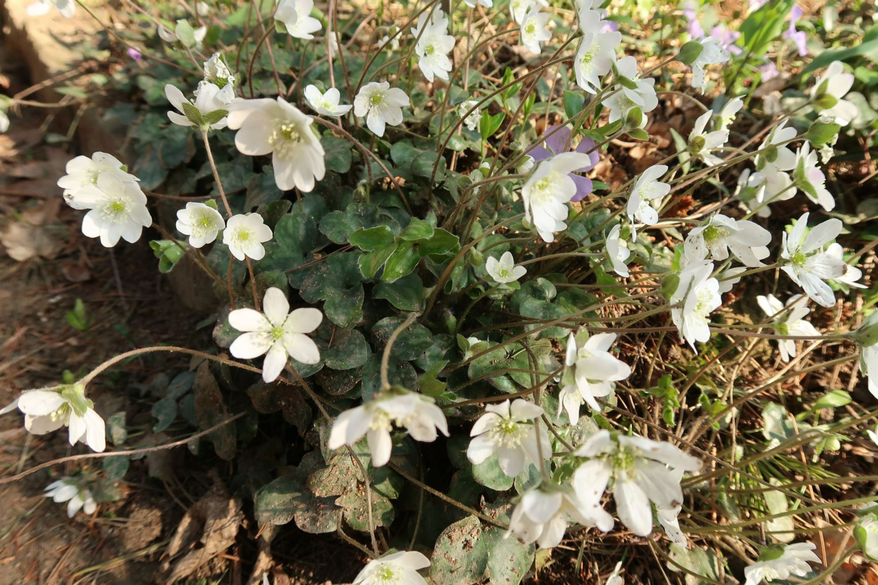 Hepatica nobilis - Gewöhnliches Leberblümchen, common hepatica, liverwort
