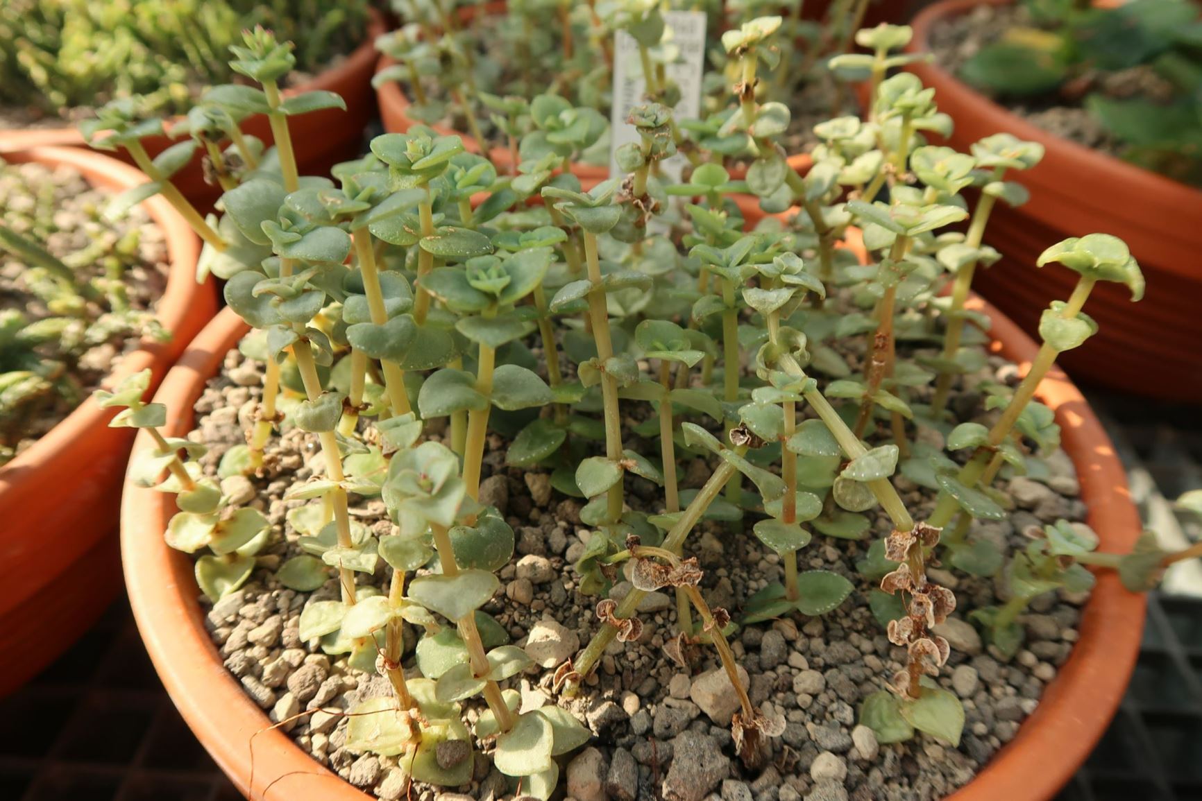 Crassula pellucida subsp. marginalis