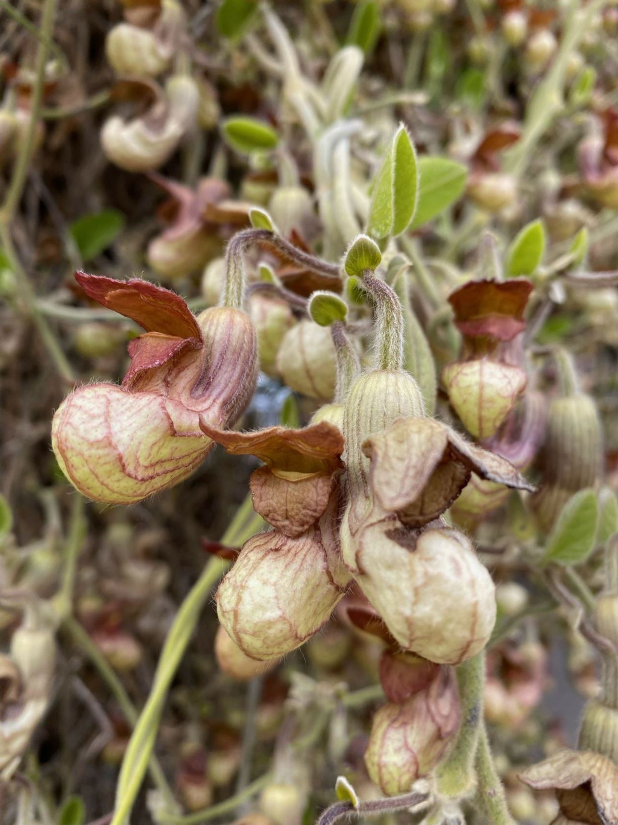 Aristolochia californica - Kalifornische Pfeifenwinde