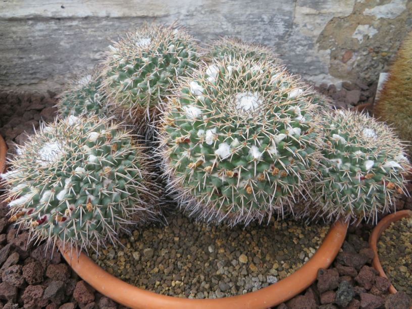 Mammillaria tetracantha var. longispina