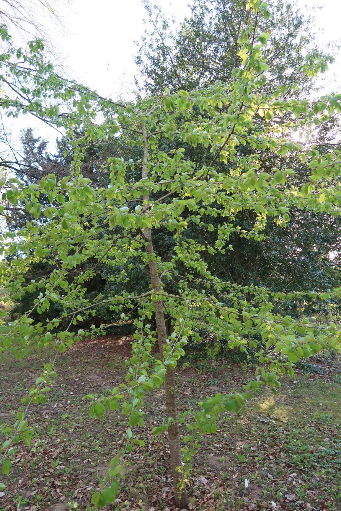 Prunus avium - Vogel-Kirsche, wild cherry