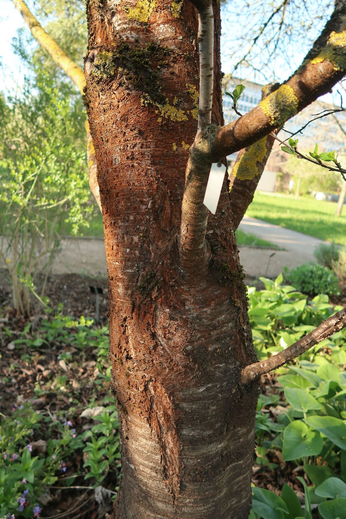 Prunus cerasus 'Rhexii' - Sauer-Kirsche