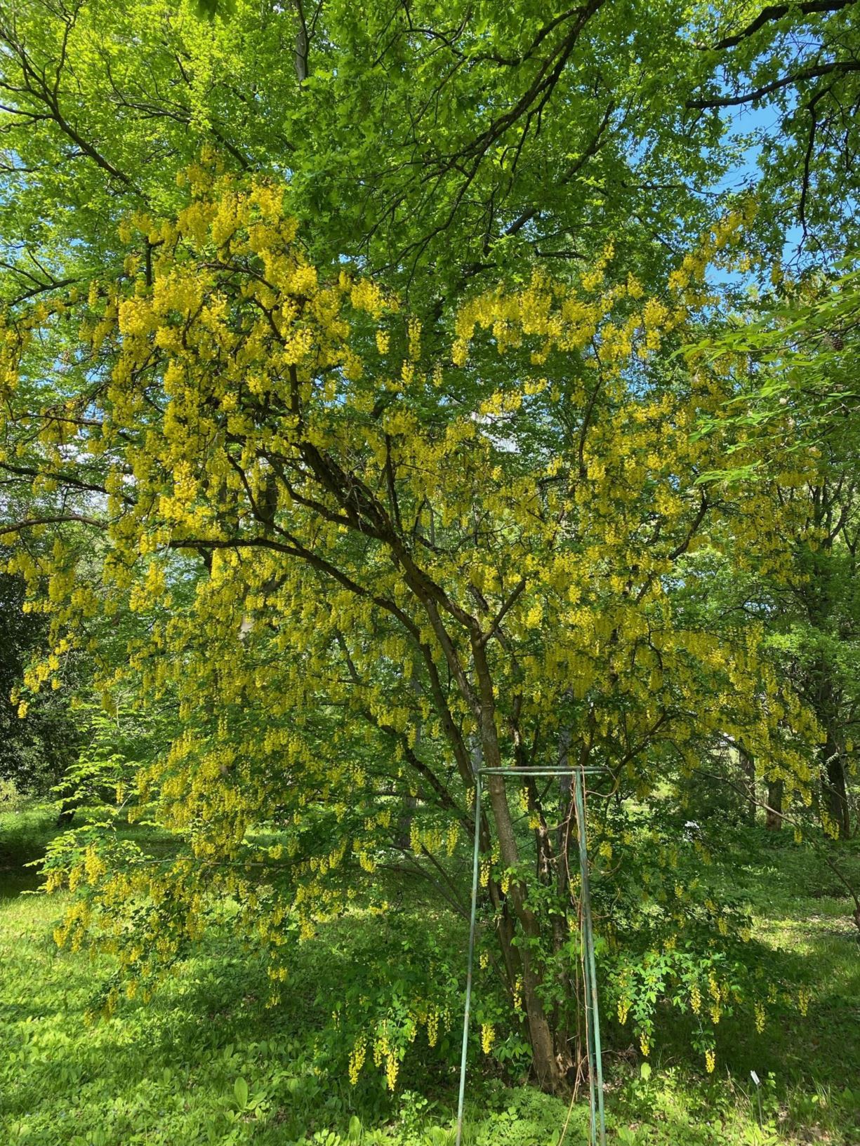 Laburnum anagyroides - Common Laburnum, Gewöhnlicher Goldregen, golden rain