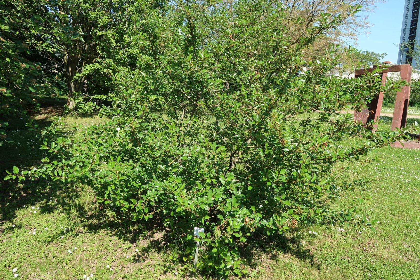 Prunus × eminens - Mittlere Weichsel