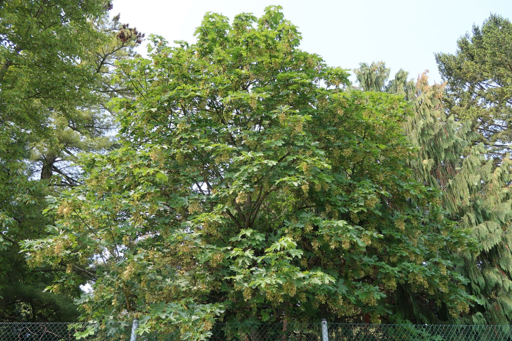 Acer macrophyllum - Oregon-Ahorn, Bigleaf maple, Oregon maple