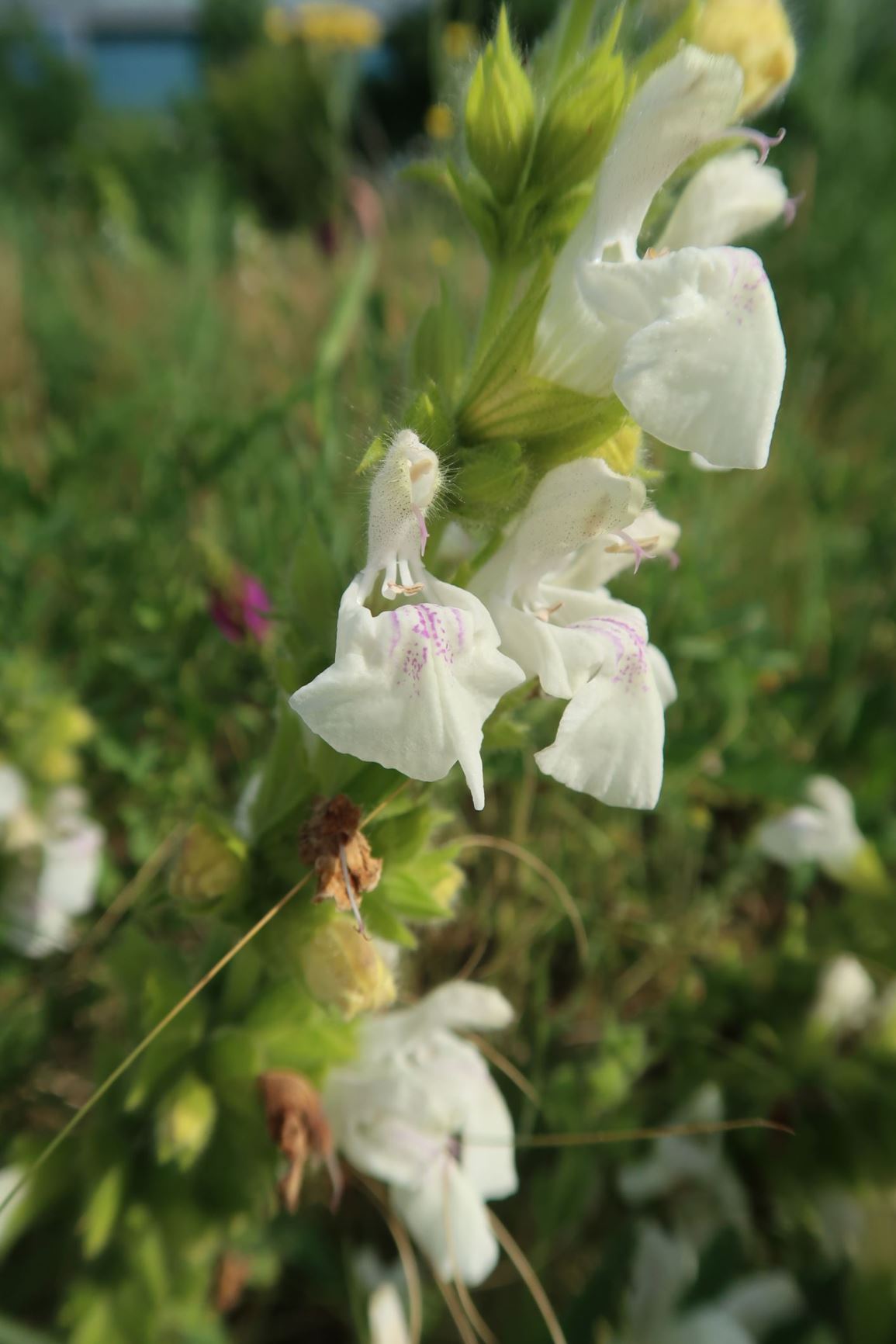 Salvia scabiosifolia - Skabiosenblättriger Salbei