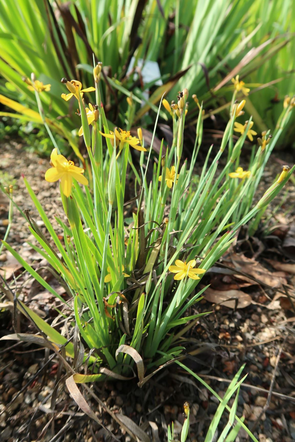 Sisyrinchium californicum - Kalifornisches Grasschwertel