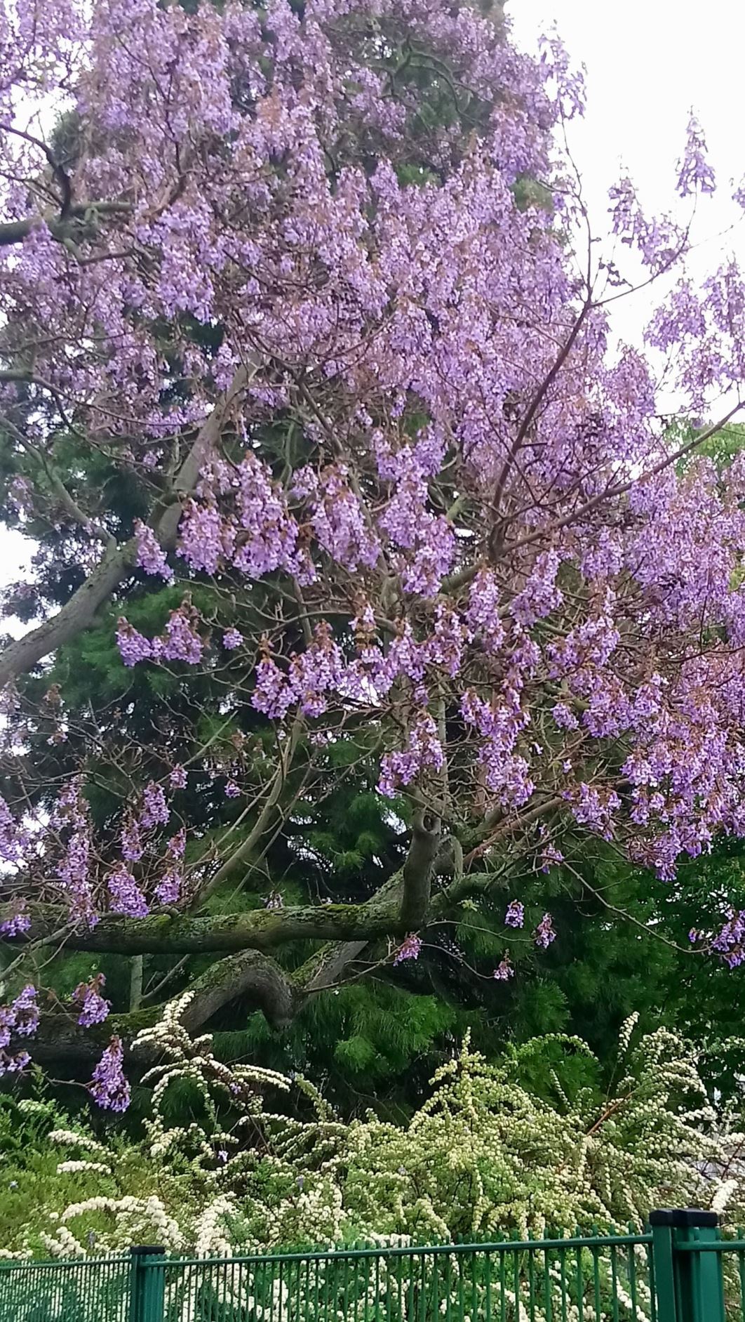 Paulownia tomentosa - Chinesischer Blauglockenbaum, princess tree