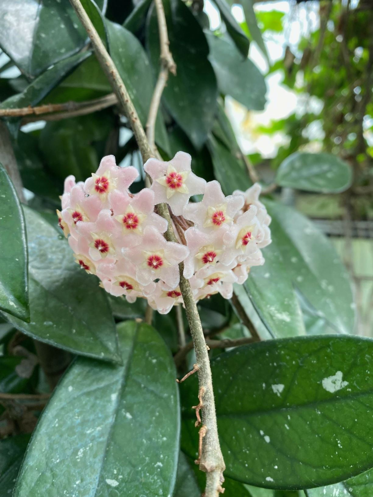 Hoya carnosa - Porzellanblume, Wachsblume, porcelainflower, wax plant