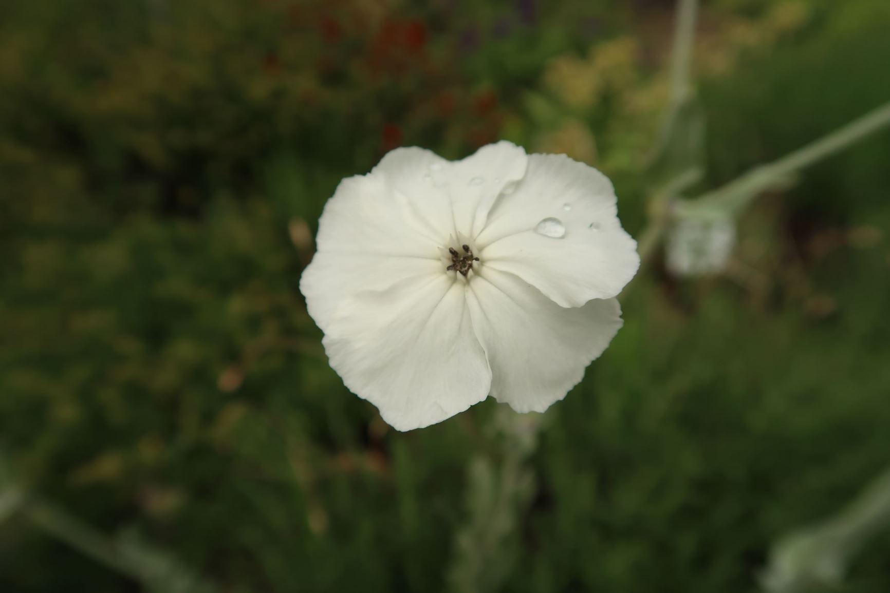 Silene coronaria 'Alba' - Weiße Kronen-Lichtnelke