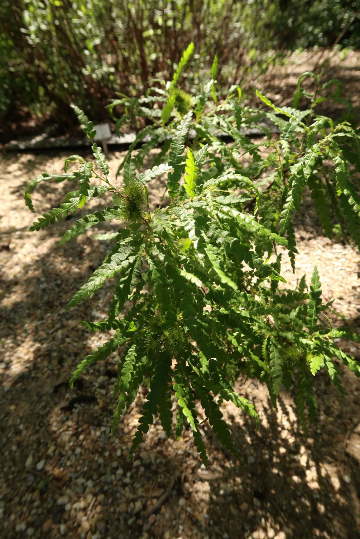 Comptonia peregrina - Farnmyrte, sweet-fern