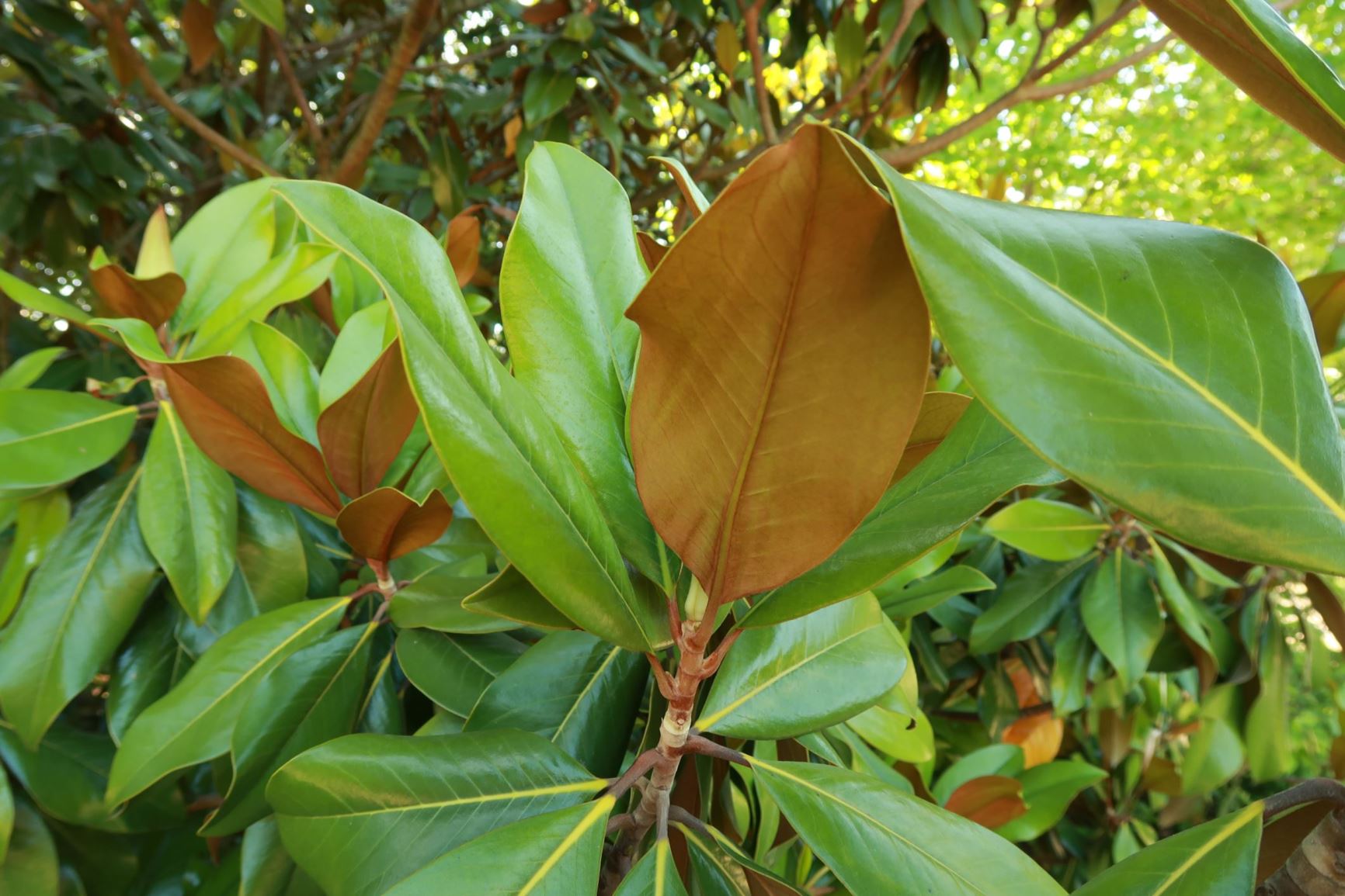 Magnolia grandiflora 'Galissonière' - Immergrüne Magnolie, Southern Magnolia