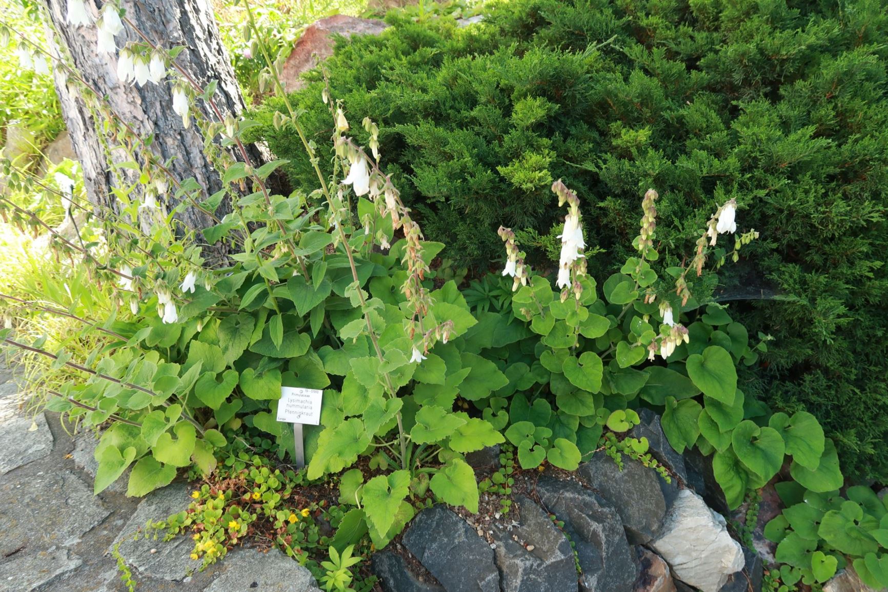 Campanula alliariifolia - Knoblauchrauken-Glockenblume, Cornish bellflower
