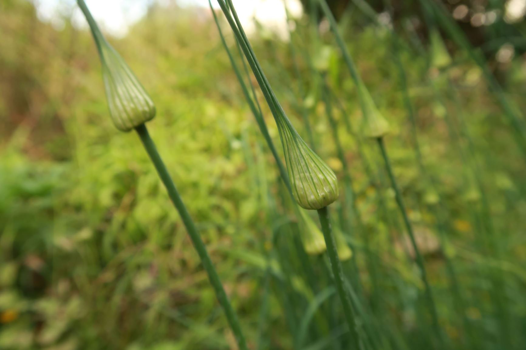 Allium carinatum - Gekielter Lauch