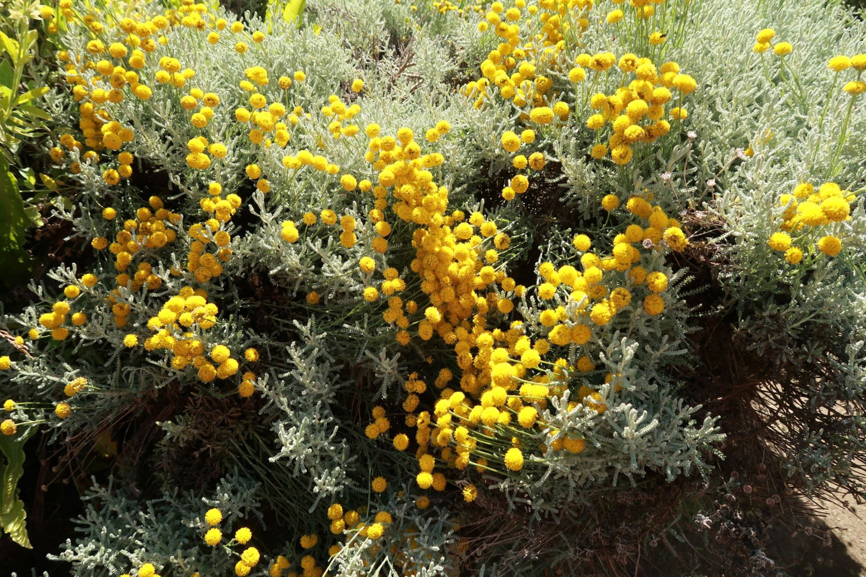Santolina chamaecyparissus - Graues Heiligenkraut, cotton lavender