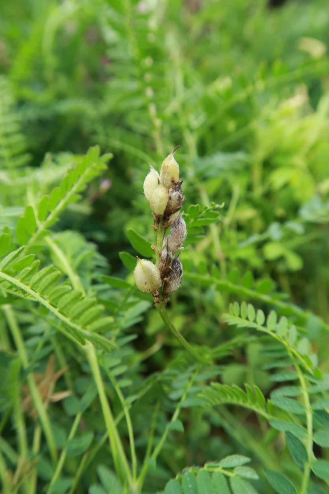 Astragalus danicus - Dänischer Tragant