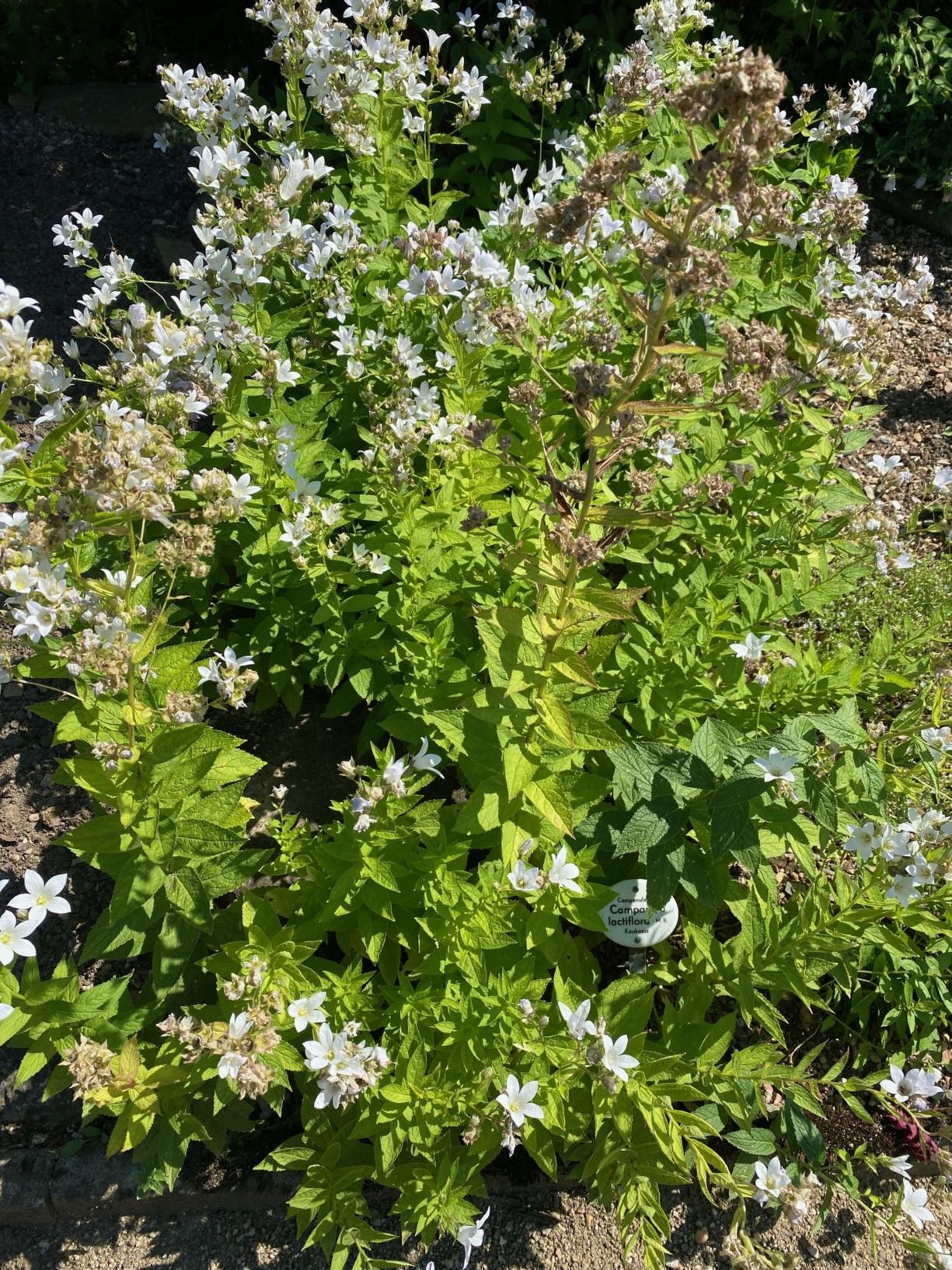 Campanula lactiflora - Riesen-Glockenblume, milky bellflower