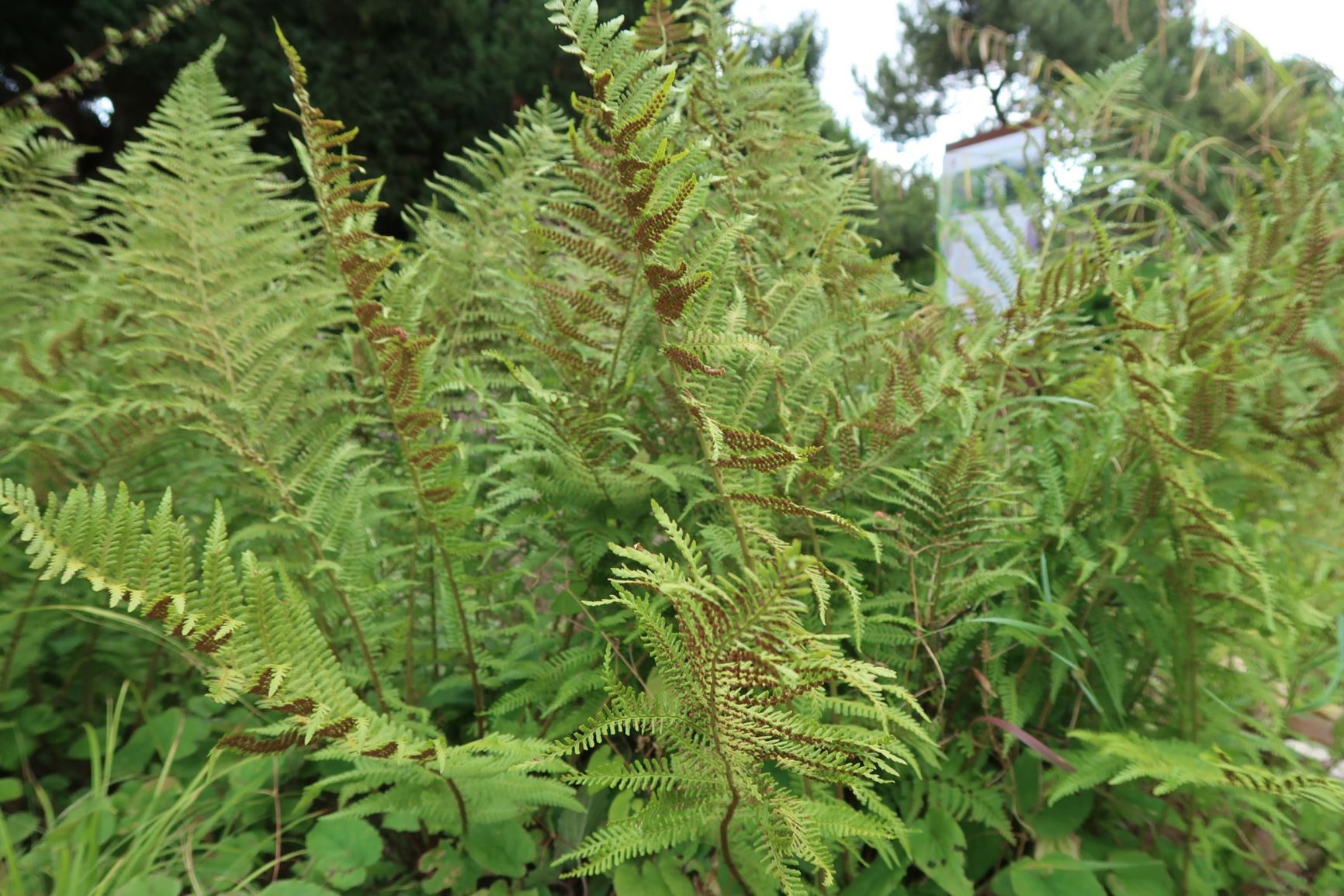 Athyrium filix-femina - Wald-Frauenfarn, common lady fern