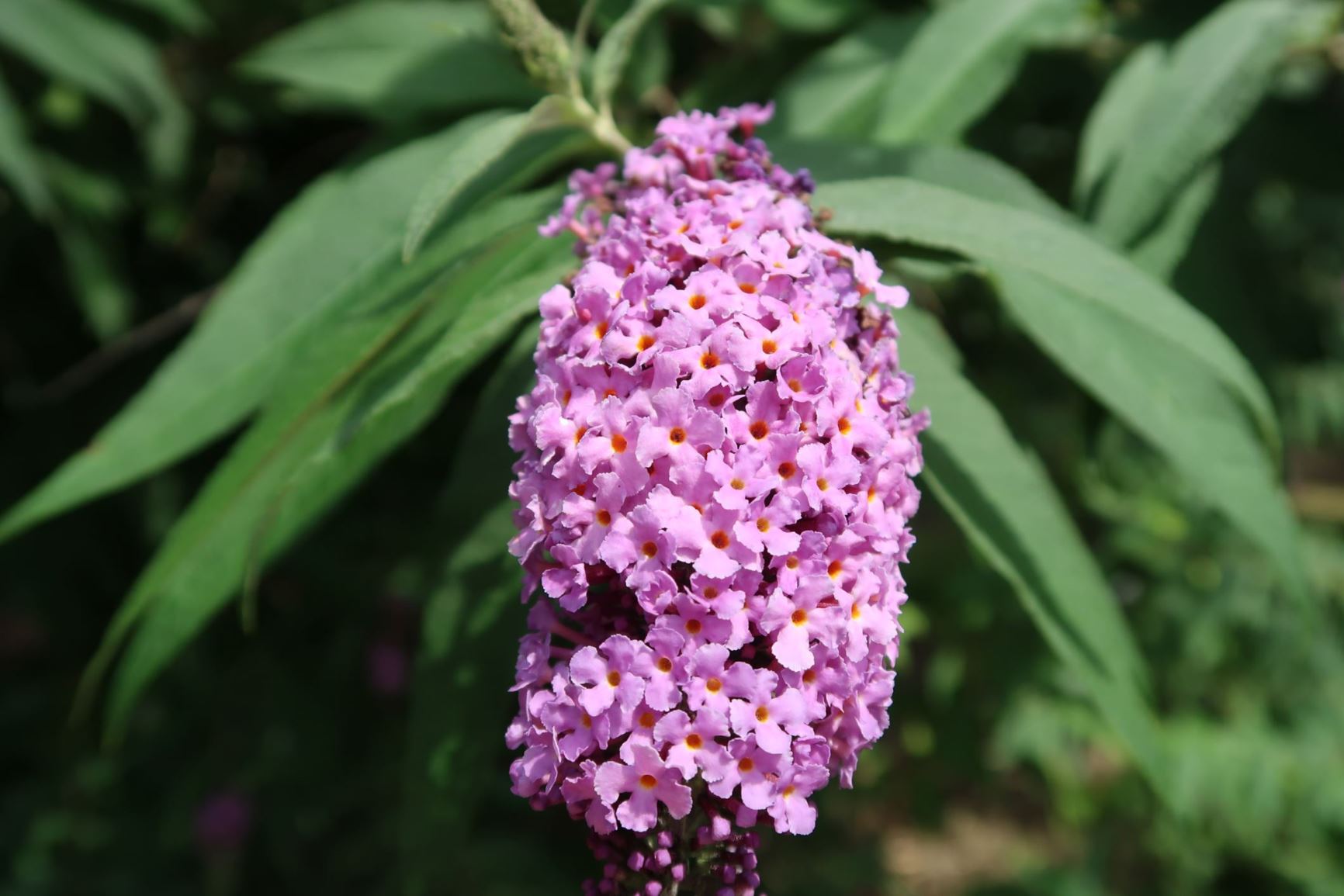 Buddleja davidii - Gewöhnlicher Sommerflieder, butterfly-bush, summer lilac