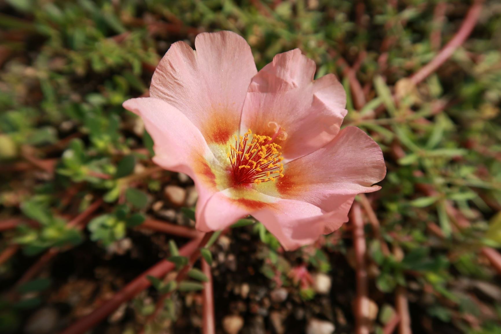 Portulaca grandiflora - Portulakröschen, rose moss