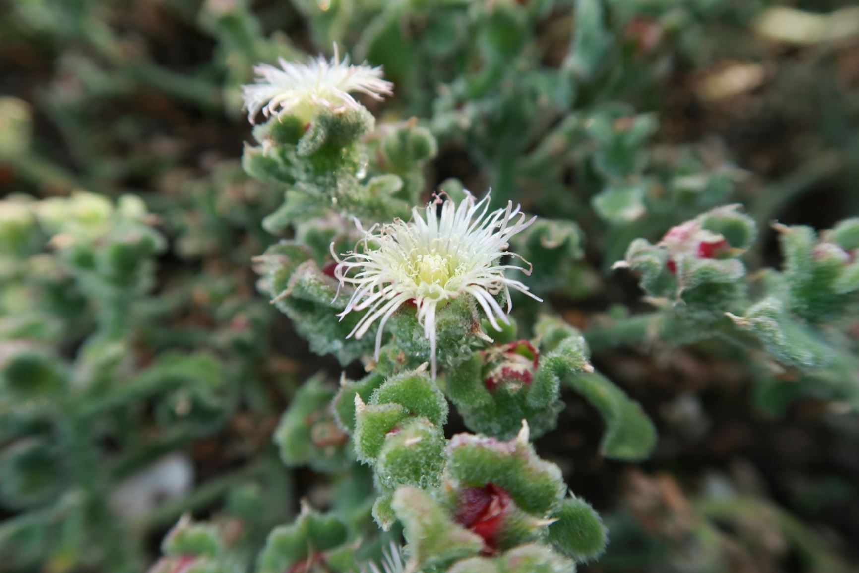 Mesembryanthemum crystallinum - Eiskraut, ice plant