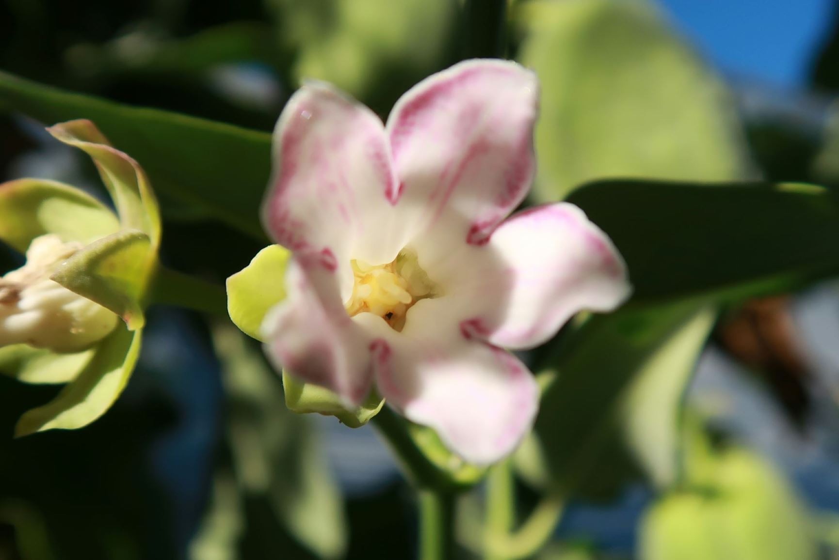 Araujia sericifera - moth-vine, white bladderflower