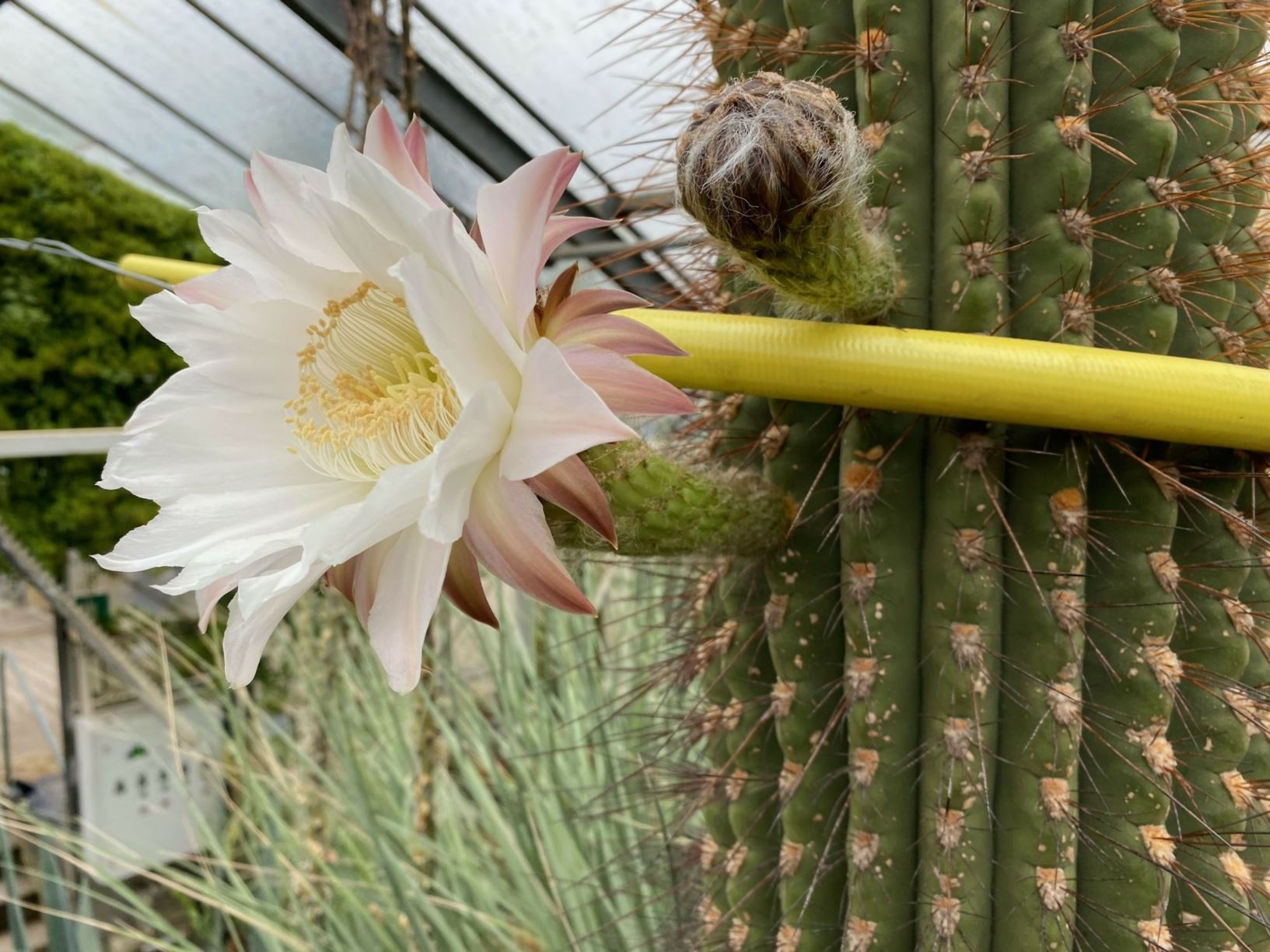 Leucostele terscheckii - Argentinischer Saguaro, Argentine saguaro, cardon grande cactus