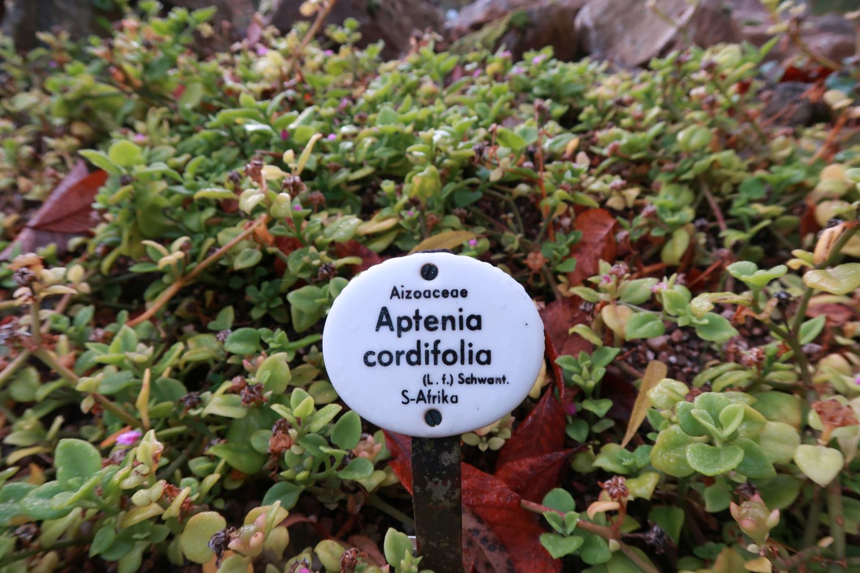 Mesembryanthemum cordifolium - Ausdauerndes Eiskraut, Herzblatt, Baby sun-rose, Heartleaf iceplant