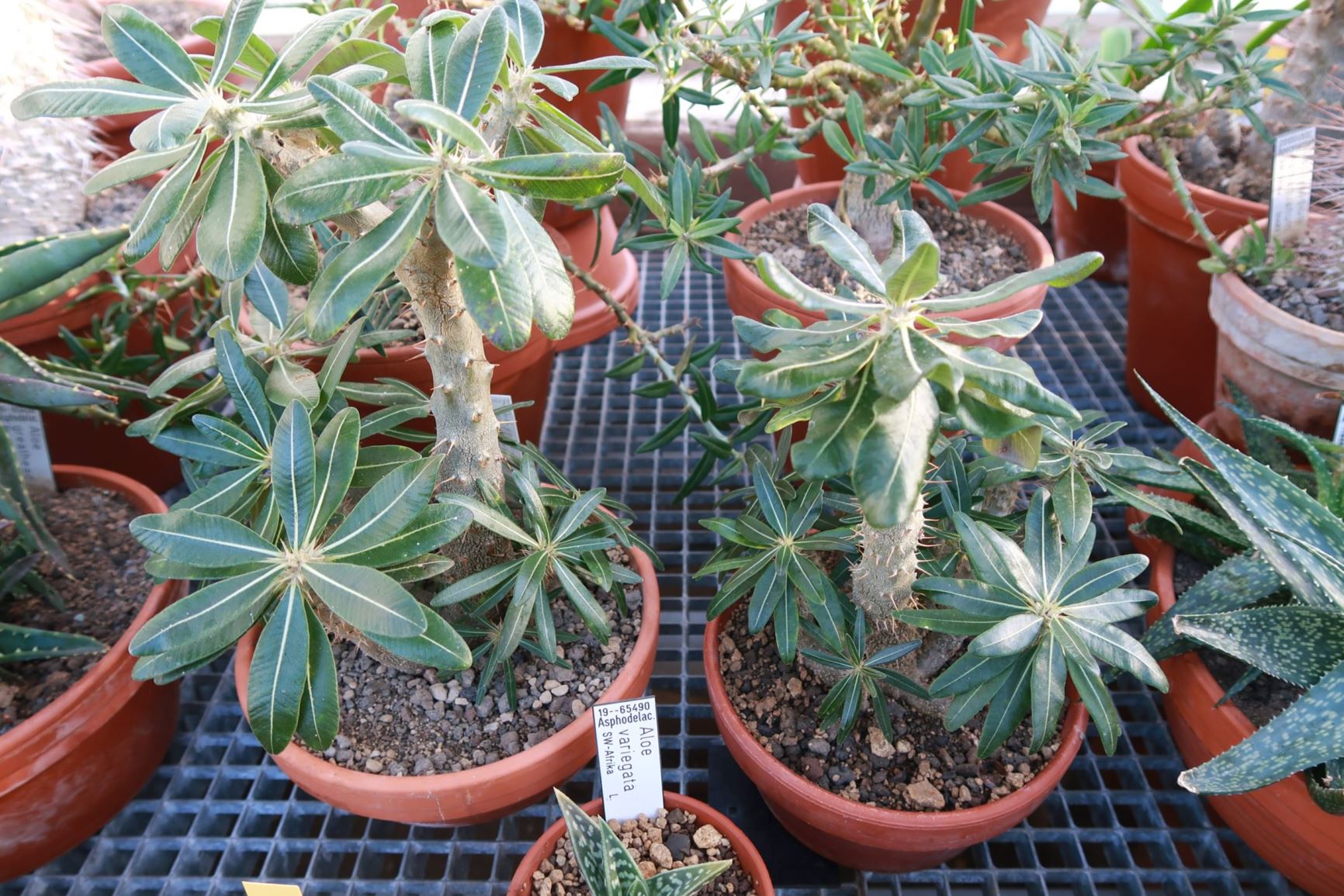 Pachypodium rosulatum subsp. cactipes