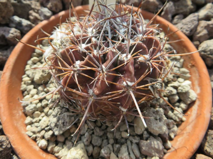Echinopsis ferox