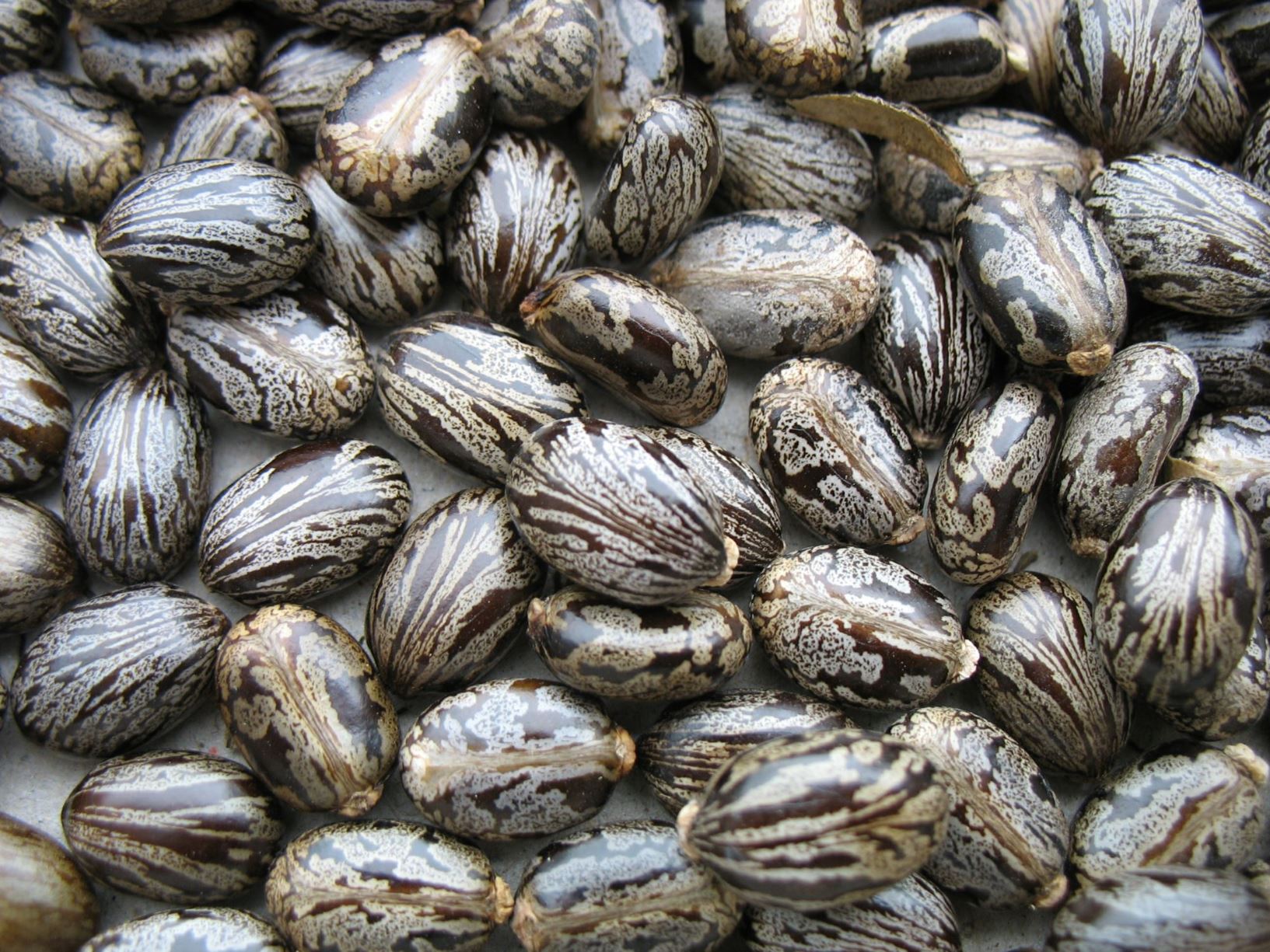 Ricinus communis - Rizinus, Wunderbaum, castor bean
