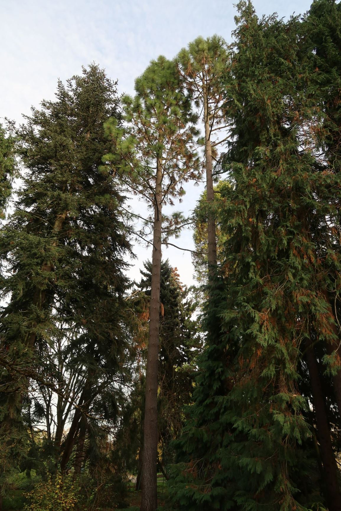 Pinus jeffreyi - Jeffreys Kiefer, Jeffrey Pine