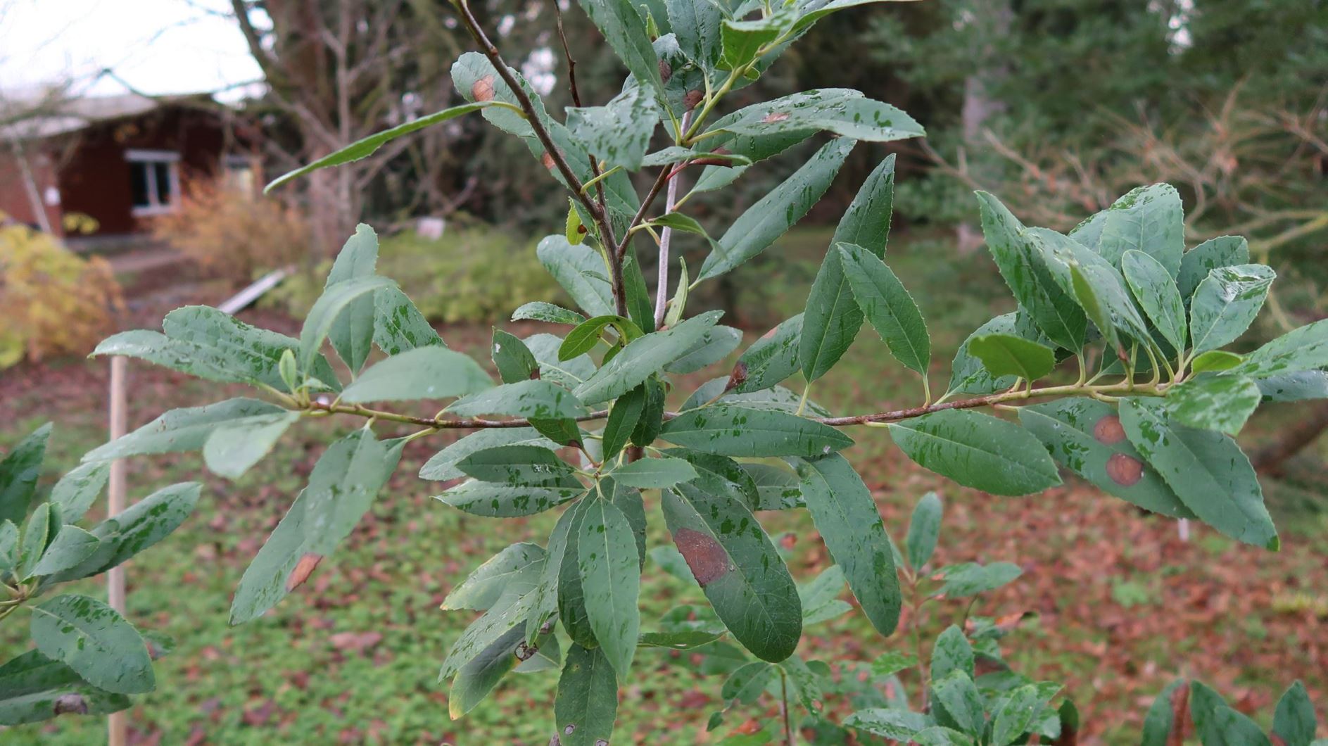 Heteromeles arbutifolia - Winterbeere, Christmas Berry