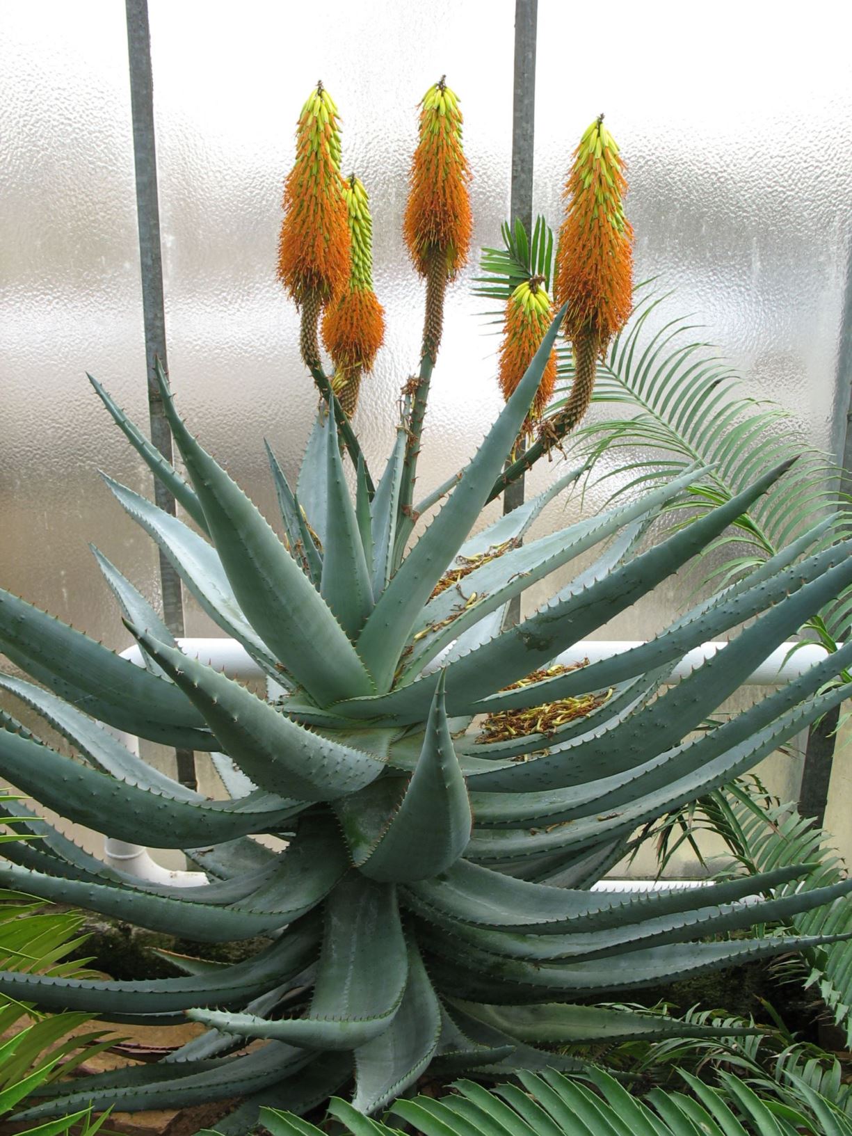 Aloe ferox - Kap-Aloe, bitter aloe