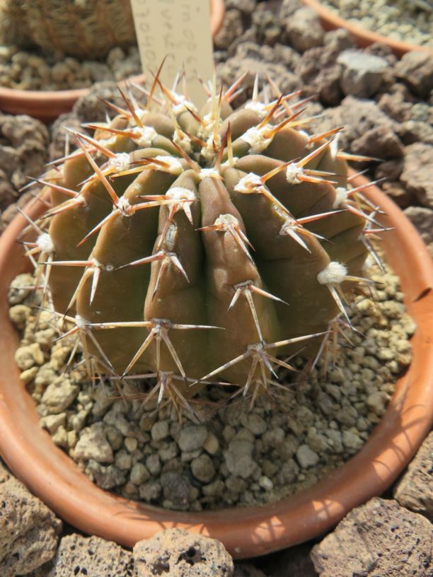 Echinopsis albispinosa - Peanut Cactus
