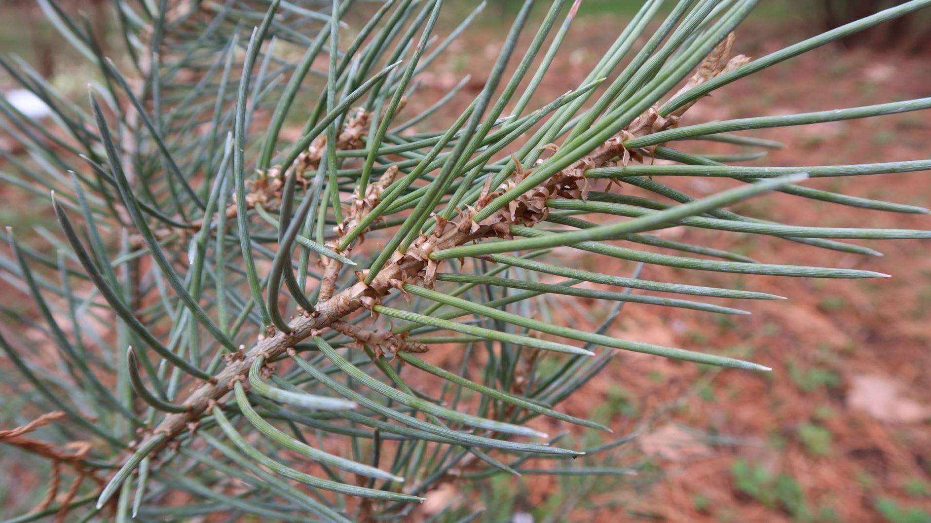 Pinus monophylla - Einnadelige Kiefer, Singleleaf pinyon